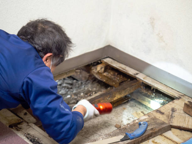 Mold Removal Process in Central Islip, NY