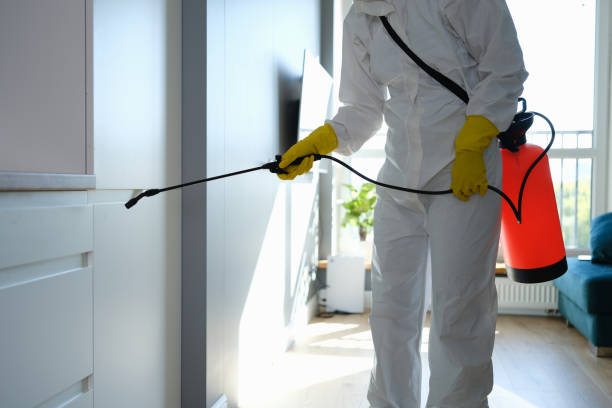Best Professional Mold Removal  in Central Islip, NY