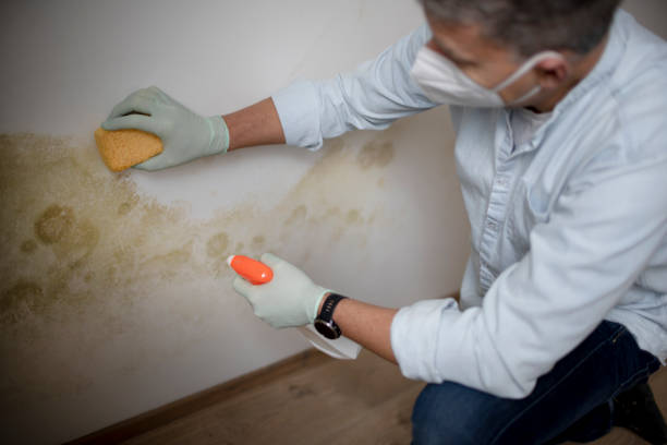 Best Home Mold Removal  in Central Islip, NY